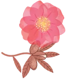Argan & Camellia